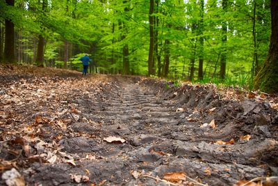 Rear view of person walking on leaves in forest