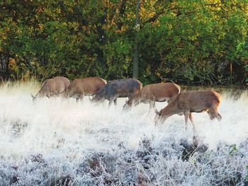 Deer in a forest