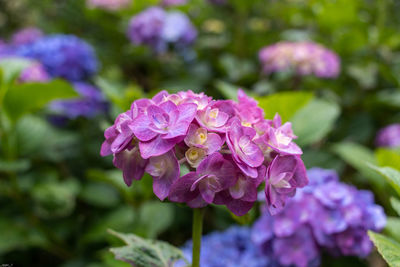 Close-up of pink flowering plant