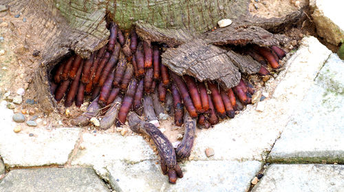 High angle view of insect on rock