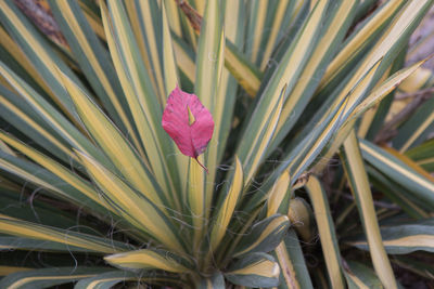 Close-up of pink flower growing in garden