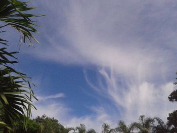 Low angle view of palm trees against sky