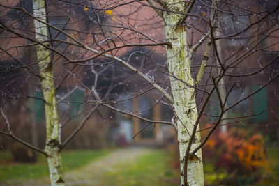 Close-up of bare tree during winter