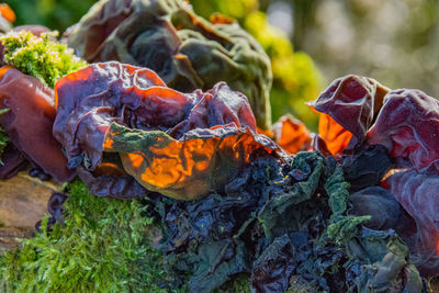 Close-up of vegetables