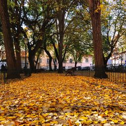 Autumn leaves on tree