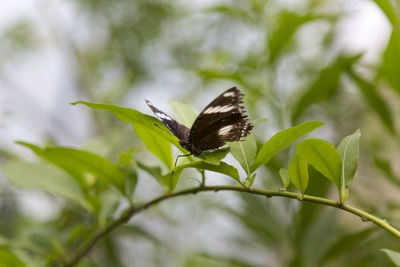 Close-up of butterfly on plant