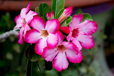 Close-up of pink flowering plant