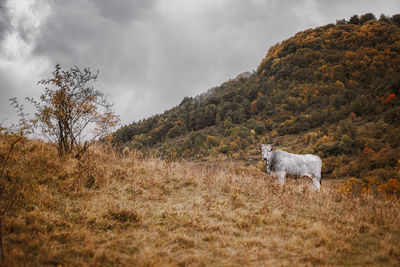 View of a cow on field