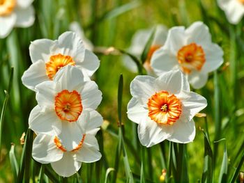 Close-up of white flowering plants on field