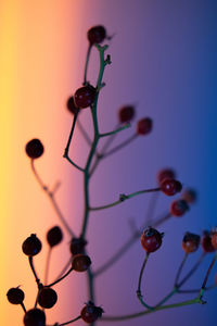 Close-up of berries growing on plant against sky