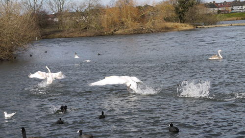 Birds in the lake