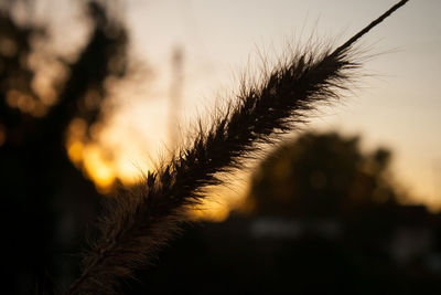 Close-up of silhouette plant on field against sky during sunset