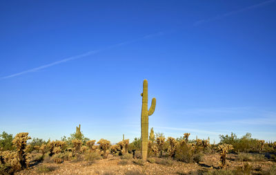 Plants growing in desert against clear blue sky