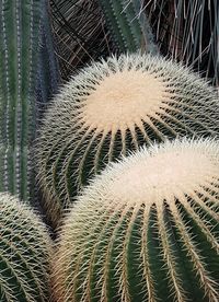 Close-up of cactus plant