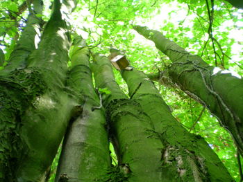 Low angle view of tree in forest