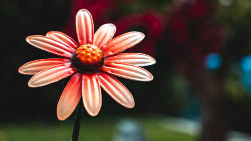 Close-up of red flower