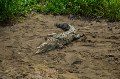 Crocodile on sand with mouth open