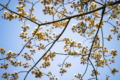 Low angle view of tree against clear sky