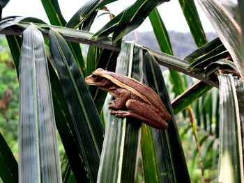 Close-up of lizard on plant
