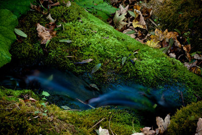 Close-up of stream in forest