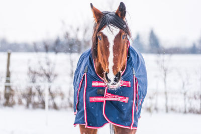 Horse wearing a blue rug covering that protects the horse from the cold.  horse is looking straight