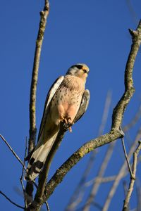 Low angle view of bird perching on branch against sky