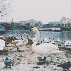 Birds in water