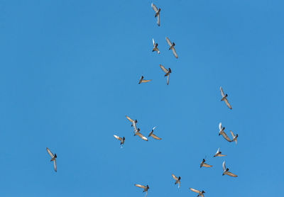 Low angle view of birds flying in the sky