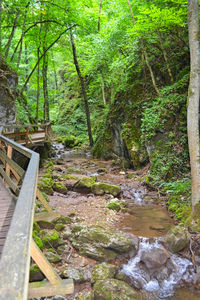 Stream flowing amidst trees in forest