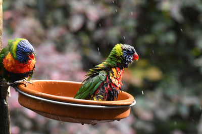 Close-up of parrot perching on leaf