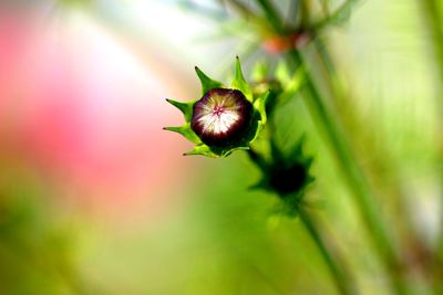 Close-up of red flower bud on plant