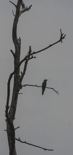 Low angle view of birds perching on tree