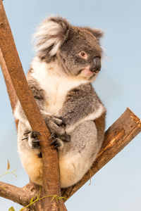 Low angle view of a koala on tree against sky