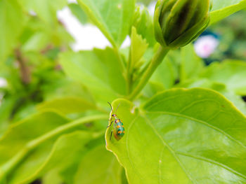 Close-up of insect on leaf - green lady bug