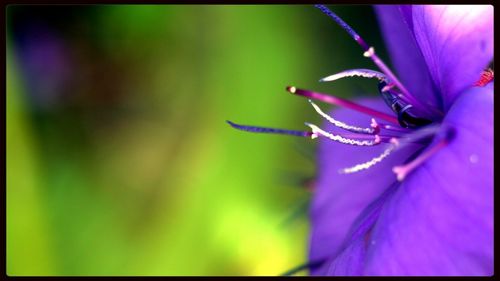 Close-up of flower against blurred background