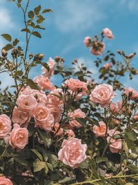 Close-up of pink roses