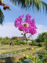 Close-up of pink flowering plant against sky