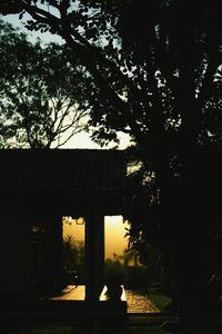 Silhouette of tree at sunset