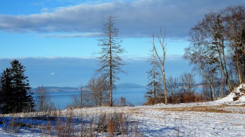 Trees on field against sky during winter