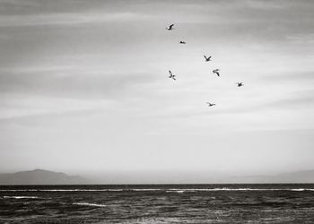 Birds flying over sea against sky