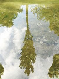 Reflection of trees in water