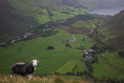 View of sheep on landscape