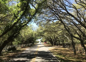 Empty road along trees in park