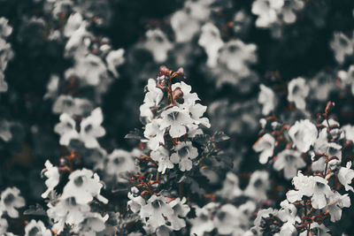 Close-up of flowers against blurred background