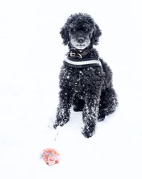 Portrait of dog sitting on snow against white background