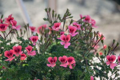 Close-up of pink flowering plants in garden