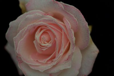 Close-up of pink rose against black background