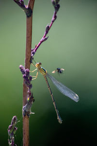 Close-up of insect on purple flower