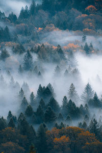 Scenic view of forest against sky during autumn