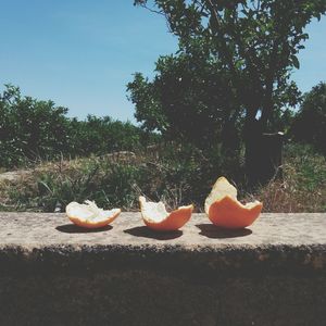 Close-up of orange fruit on field against trees